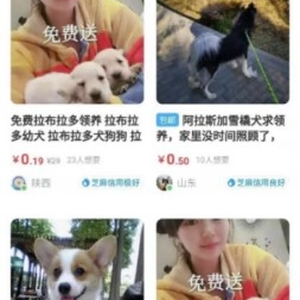 如何通過閑魚引流微信成交精準(zhǔn)鎖定寵物粉!